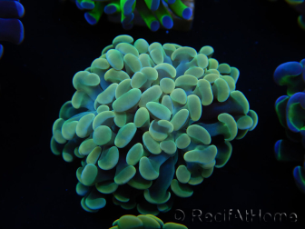 WYSIWYG Euphyllia paraancora (Mariculture acclimated under LED) 4D1