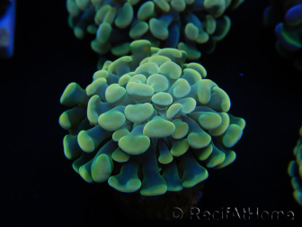 WYSIWYG Euphyllia paraancora Bi-color 2 heads (Mariculture acclimated under LED) 4D2