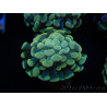 WYSIWYG Euphyllia paraancora Bi-color 2 heads (Mariculture acclimated under LED) 4D2