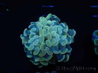 WYSIWYG Euphyllia paraancora Bi-color 2 heads (Mariculture acclimated under LED) 4D3