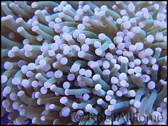 Euphyllia glabrescens pointe blanche S-M