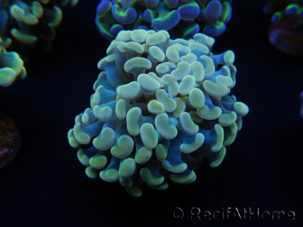 WYSIWYG Euphyllia paraancora Hologram (Maricultured acclimated under LED) 4F3