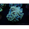 WYSIWYG Euphyllia paraancora Hologram (Maricultured acclimated under LED) 4F3