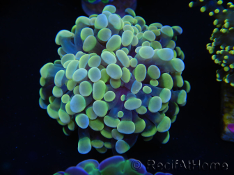 WYSIWYG Euphyllia paraancora Sungold (Maricultured acclimated under LED) 4G3