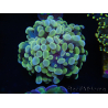 WYSIWYG Euphyllia paraancora Sungold (Maricultured acclimated under LED) 4G3