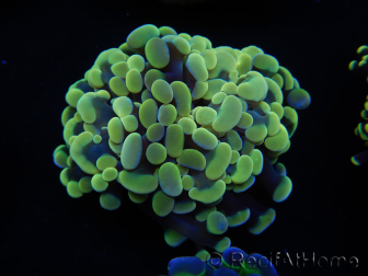 WYSIWYG Euphyllia paraancora Bi-color 2 heads (Mariculture acclimated under LED) 4H1