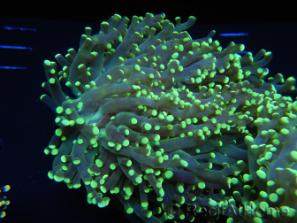 WYSIWYG Euphyllia paradivisa Orange Phantom (Maricultured acclimated under LED) 10B2