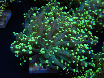 WYSIWYG Euphyllia paradivisa Orange Phantom (Mariculture acclimated under LED) 10B3