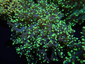 WYSIWYG Euphyllia paradivisa Orange Phantom (Mariculture acclimated under LED) 10B4