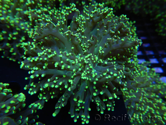 WYSIWYG Euphyllia paradivisa Orange Phantom (Mariculture acclimated under LED) 10C1