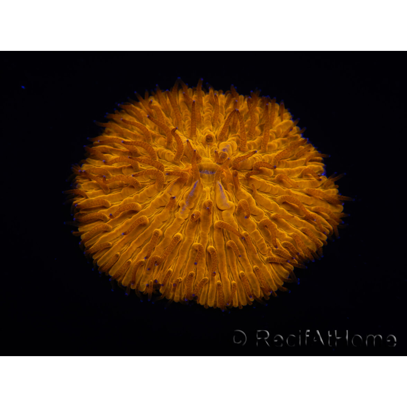 WYSIWYG Cycloseris sp Ultra Arancione/Punte Blu 1 (4 cm)