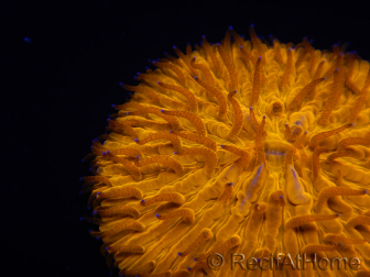 WYSIWYG Cycloseris sp Ultra Orange/Blue Tips1 (4 cm)