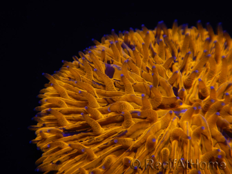 WYSIWYG Cycloseris sp Ultra Orange/Blue Markings 3 (4cm)