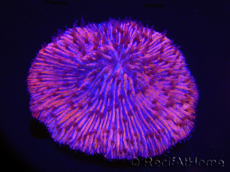 WYSIWYG Cycloseris sp Ultra Arancione/Segni Blu 4 (Scheletro 4 cm - Aperto 5 cm)