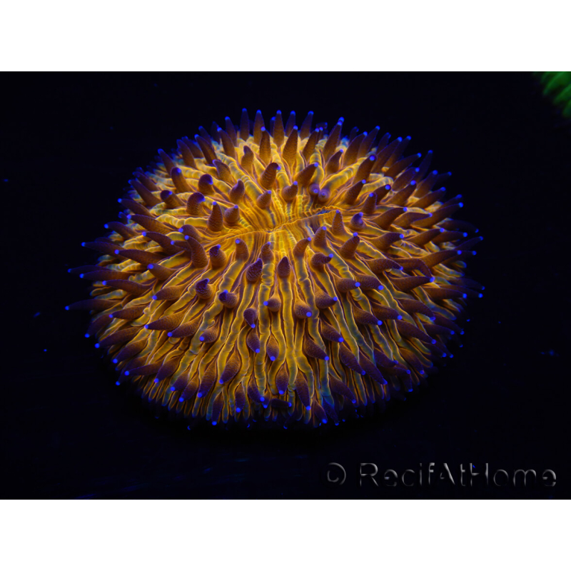 WYSIWYG Cycloseris sp Ultra Neon Blu/Anello Arancione e bocca 6 (4 cm)