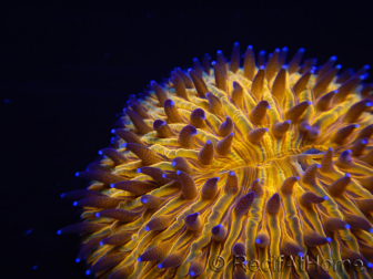 WYSIWYG Cycloseris sp Ultra Neon Blue/Orange Ring and mouth 6 (4 cm)