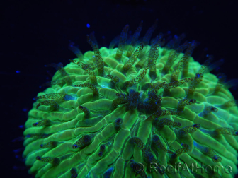 WYSIWYG Cycloseris sp Ultra Orange/Blue Tips 8 (3 cm)