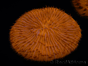 WYSIWYG Cycloseris sp Ultra Blue/2 Orange Mouths and Ring 9 (4 cm)