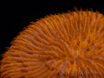 WYSIWYG Cycloseris sp Ultra Blue/2 Orange Mouths and Ring 9 (4 cm)