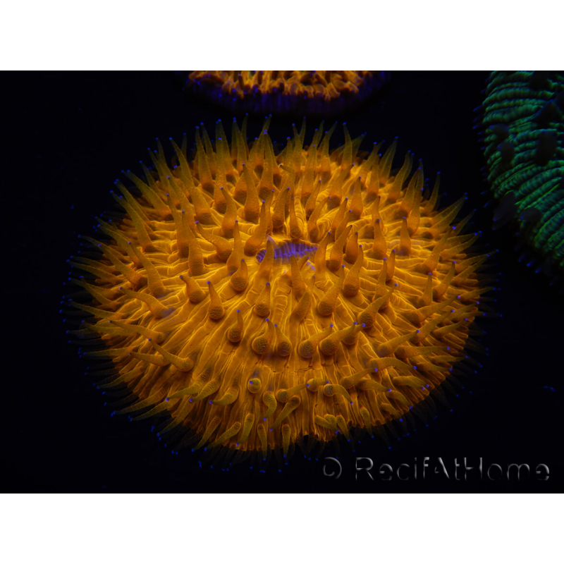 WYSIWYG Cycloseris sp Ultra Blue/Orange Tentacles 11 (6 cm)