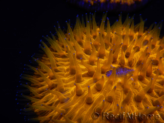 WYSIWYG Cycloseris sp Ultra Blau/Orange Tentakeln 11 (6 cm)