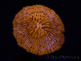 WYSIWYG Cycloseris sp Neon Orange/Blaue Spitzen 21 (Skelett 4 cm - Geöffnet 4,5 cm)