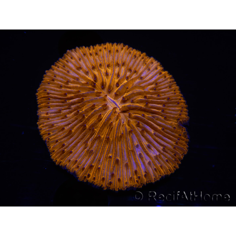 WYSIWYG Cycloseris sp Neon Orange/Blue Tips 21 (Skeleton 4 cm - Open 4.5 cm)