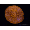 WYSIWYG Cycloseris sp Neon Arancione/Blu Punte 21 (Scheletro 4 cm - Aperto 4,5 cm)