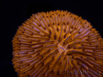 WYSIWYG Cycloseris sp Neon Orange/Blue Tips 21 (Skeleton 4 cm -Open 4.5 cm)