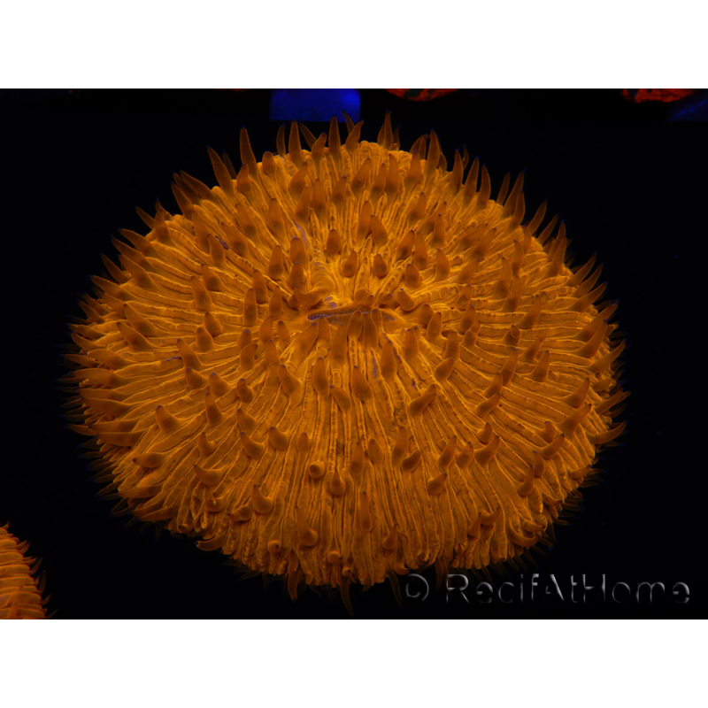 WYSIWYG Cycloseris sp Arancione Neon 22 (6 cm)