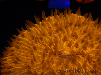 WYSIWYG Cycloseris sp Neon Orange 13 (6 cm)