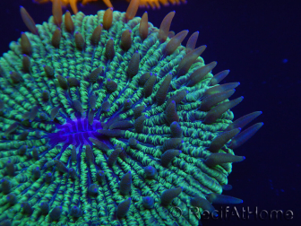 WYSIWYG - Cycloseris sp Neon Orange 14 (Skeleton 5- Open 5.5 cm)