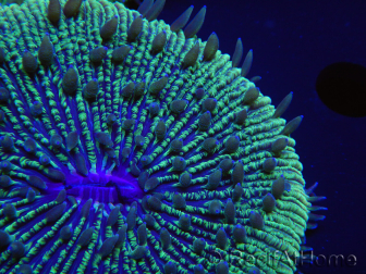 WYSIWYG - Cycloseris sp Orange 15 (Skeleton 6.5 - Open 7 cm)