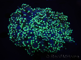 WYSIWYG Euphyllia divisa 10 (Scheletro 8 cm/Polpa 13 cm)