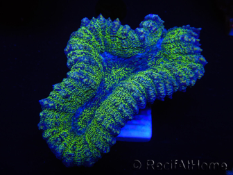 WYSIWYG - Lobophyllia sp 20 (Skeleton 4.5 cm)