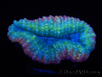 WYSIWYG - Lobophyllia sp 22 (Skelett 4,5 cm)