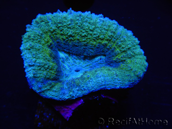 WYSIWYG - Lobophyllia sp 24 (Skelett 4,5 cm)