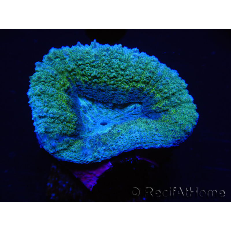 WYSIWYG - Lobophyllia sp 24 (Skelett 4,5 cm)