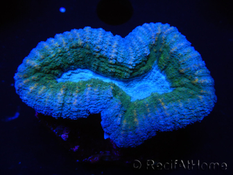 WYSIWYG Lobophyllia sp 7D3 (5,5 cm)