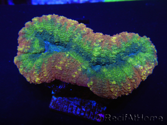 WYSIWYG Lobophyllia sp 7D2 (5 cm)