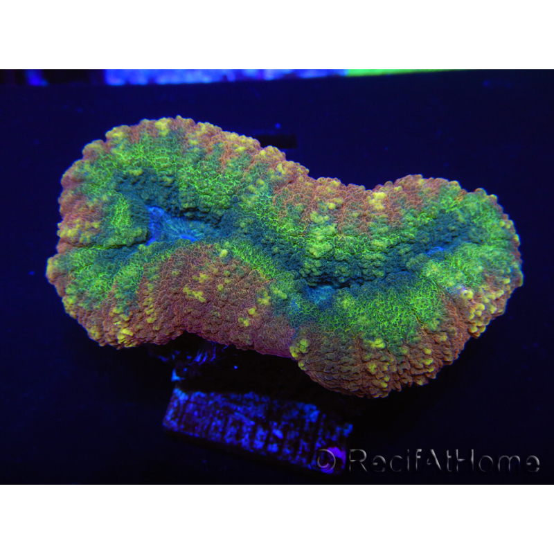 WYSIWYG Lobophyllia sp 7D2 (5 cm)