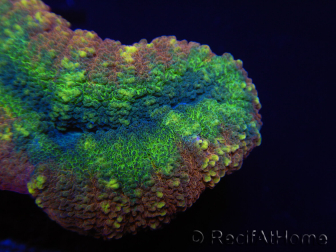 WYSIWYG Lobophyllia sp 7D2 (5 cm)