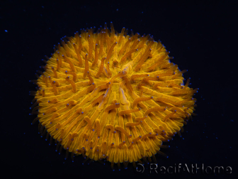 WYSIWYG Cycloseris sp Ultra Arancione/Punte Blu 1 (4 cm)