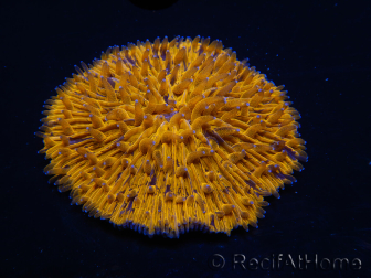 WYSIWYG Cycloseris sp Ultra Arancione/Segni Blu 3 (4cm)