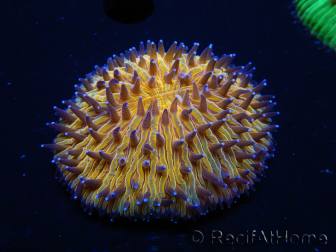 WYSIWYG Cycloseris sp Ultra Neon Blu/Anello Arancione e bocca 6 (4 cm)