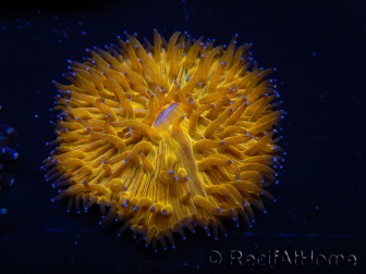 WYSIWYG Cycloseris sp Ultra Orange/Green Markings 7 (2.8 cm)