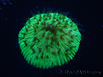 WYSIWYG Cycloseris sp Ultra Orange/Blue Tips 8 (3 cm)