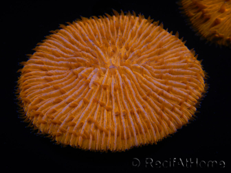 WYSIWYG Cycloseris sp Ultra Blue/2 Orange Mouths and Ring 9 (4 cm)