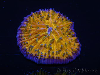 WYSIWYG Cycloseris sp Ultra Orange/Blue Tips 10 (4 cm)