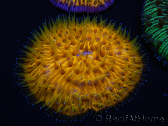 WYSIWYG Cycloseris sp Ultra Blue/Orange Tentacles 11 (6 cm)